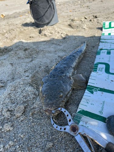 マゴチの釣果