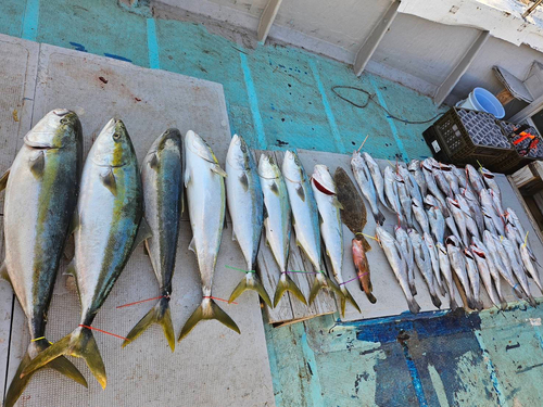 クログチの釣果