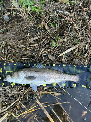 スズキの釣果