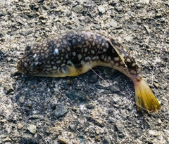 クサフグの釣果