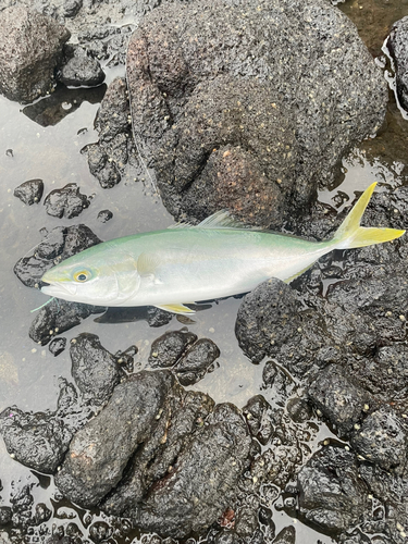 ワカシの釣果