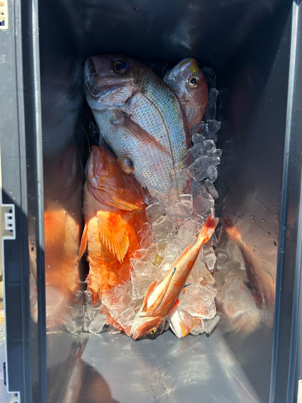 Kazu Kawaiさんの釣果 2枚目の画像