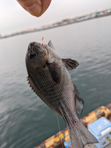 グレの釣果