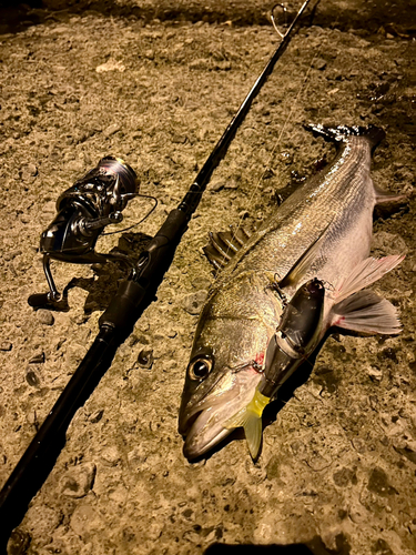 シーバスの釣果