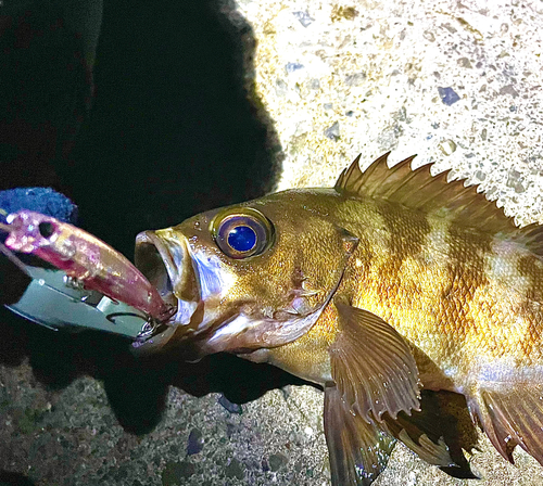 メバルの釣果