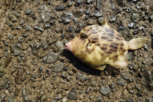 カワハギの釣果