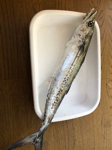 サゴシの釣果