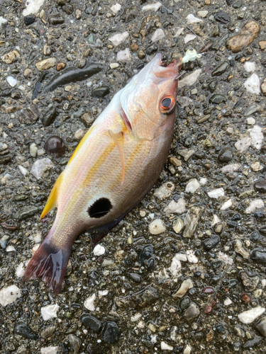 クロホシフエダイの釣果