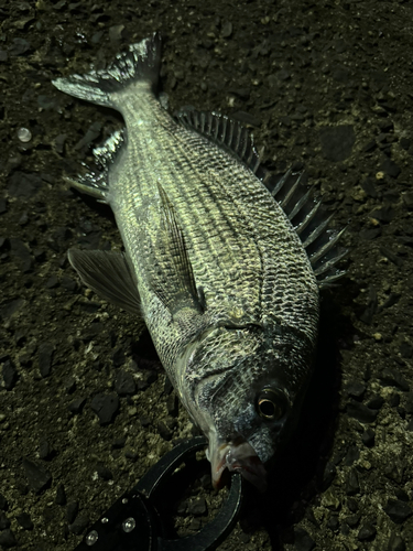 チヌの釣果