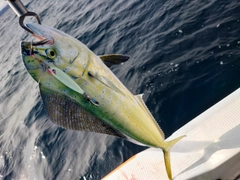 シイラの釣果