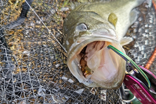 ブラックバスの釣果