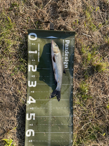 ニゴイの釣果