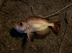 ホウセキキントキの釣果