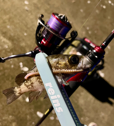 シロメバルの釣果