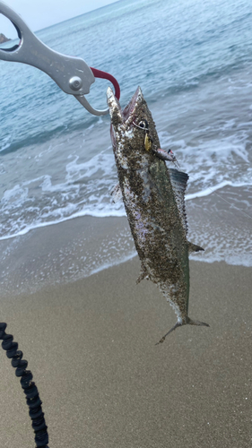 サゴシの釣果