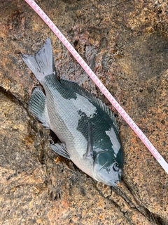 クチブトグレの釣果