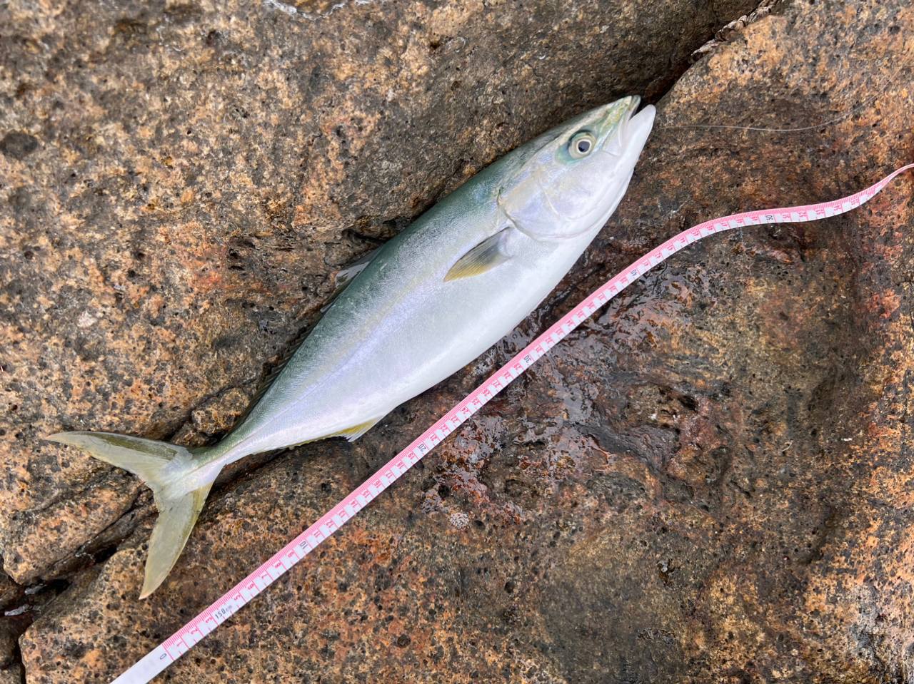 クチブトグレ