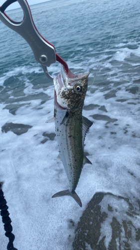 サゴシの釣果