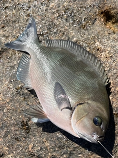 クチブトグレの釣果