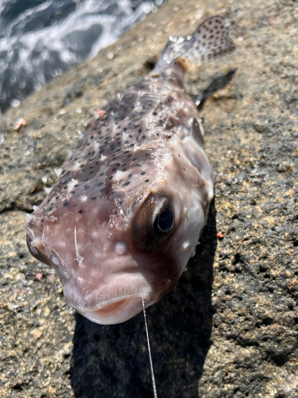 クチブトグレ