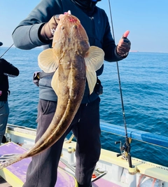 マゴチの釣果