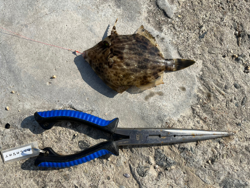 カワハギの釣果