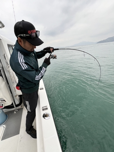 ハマチの釣果