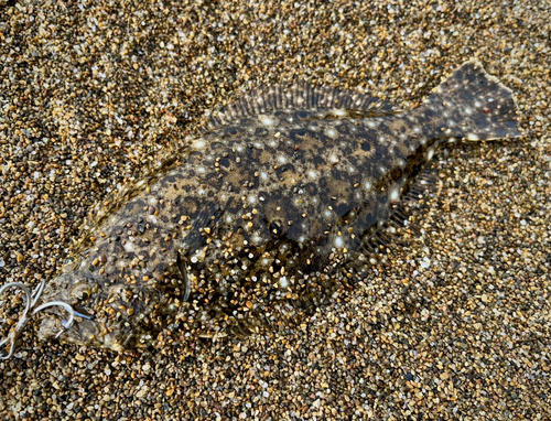 ソゲの釣果