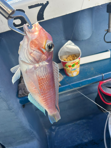 アマダイの釣果