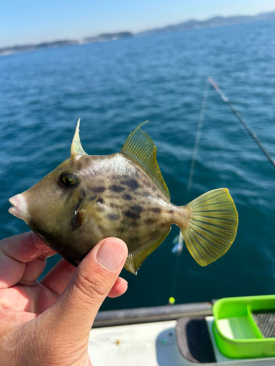 きンちゃンさんの釣果 2枚目の画像