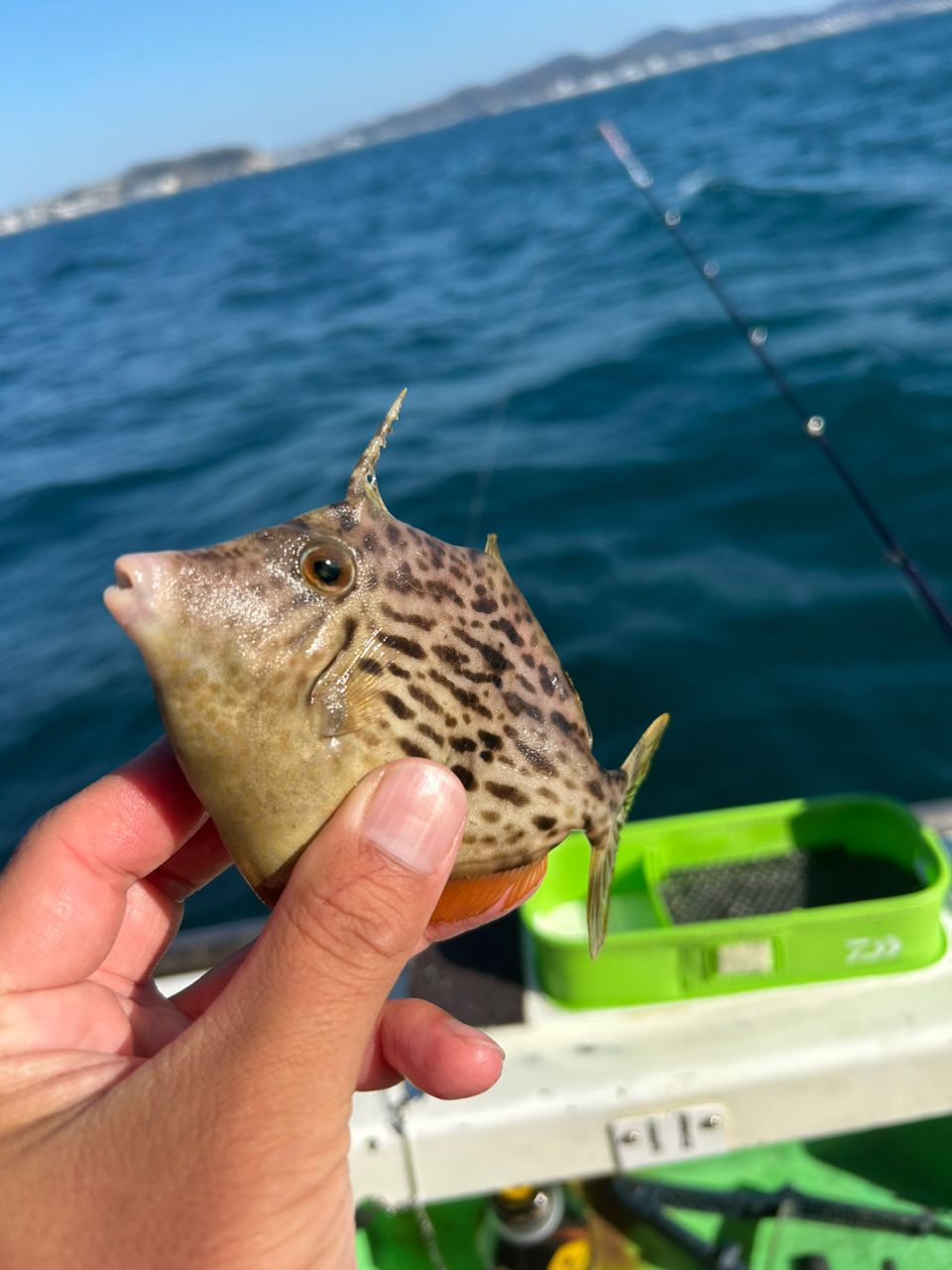 きンちゃンさんの釣果 3枚目の画像