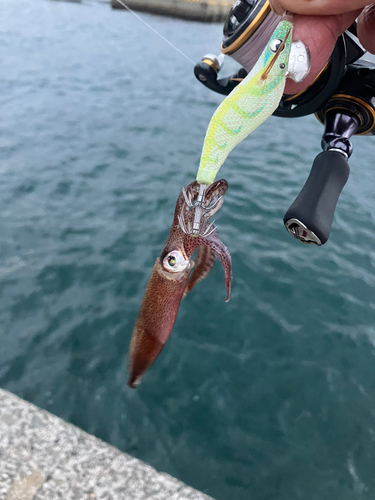 ヒイカの釣果