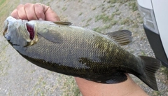 スモールマウスバスの釣果