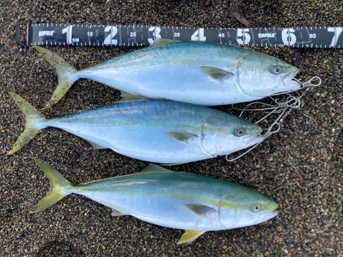 イナダの釣果