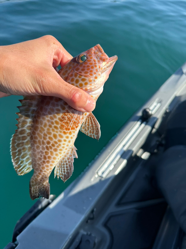 オオモンハタの釣果