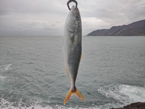 イナダの釣果