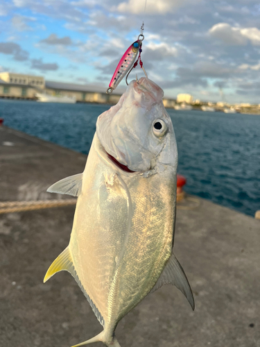 ガーラの釣果