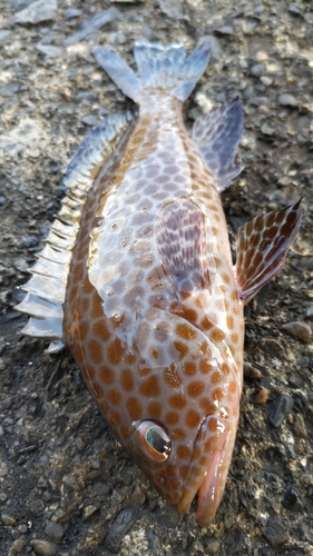 オオモンハタの釣果