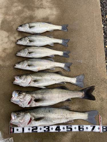 シーバスの釣果