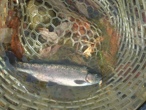 ニジマスの釣果