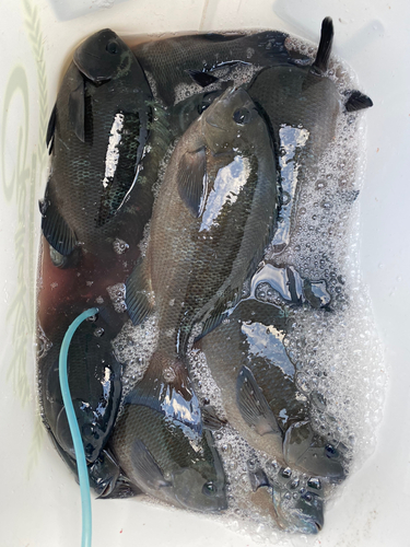 クチブトグレの釣果