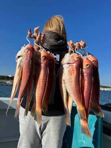 ワラサの釣果