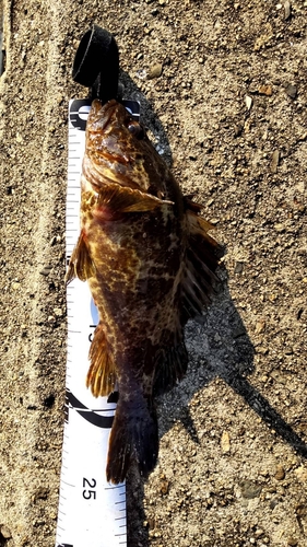 タケノコメバルの釣果