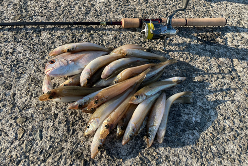 キスの釣果