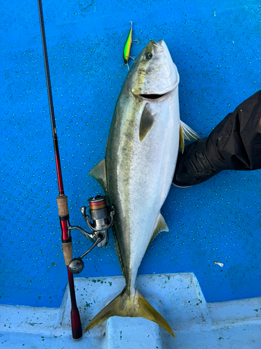 ブリの釣果