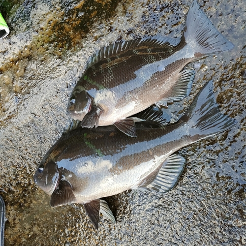 メジナの釣果