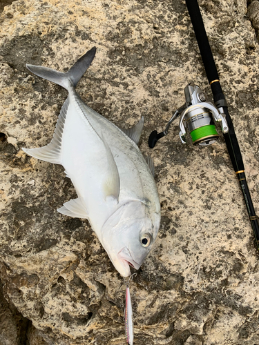 ロウニンアジの釣果