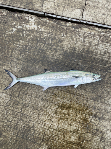 サゴシの釣果