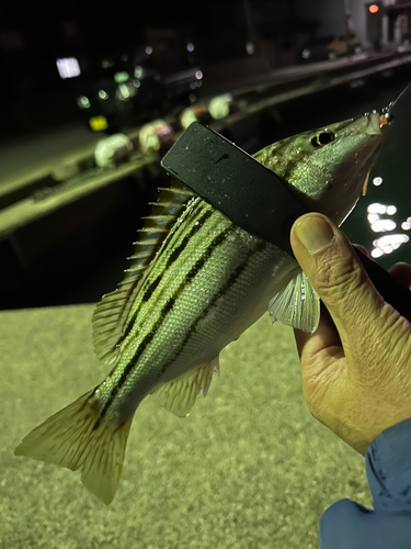 シマイサキの釣果