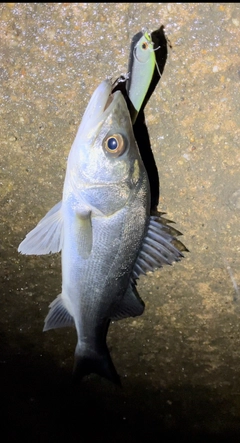 スズキの釣果